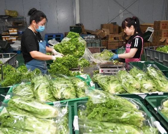 北京：生活必需品供应稳定，七大批发市场日均上市1.24万吨蔬菜