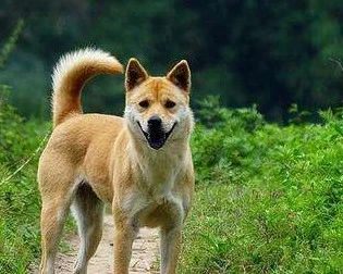 哈尔滨城区内禁养这39种烈犬，中华田园犬在列