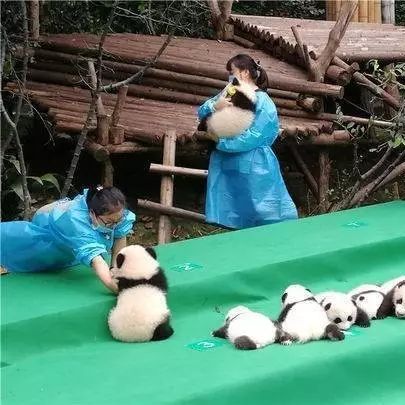 萌哭！2017新生大熊猫宝宝齐亮相 共8胎11仔