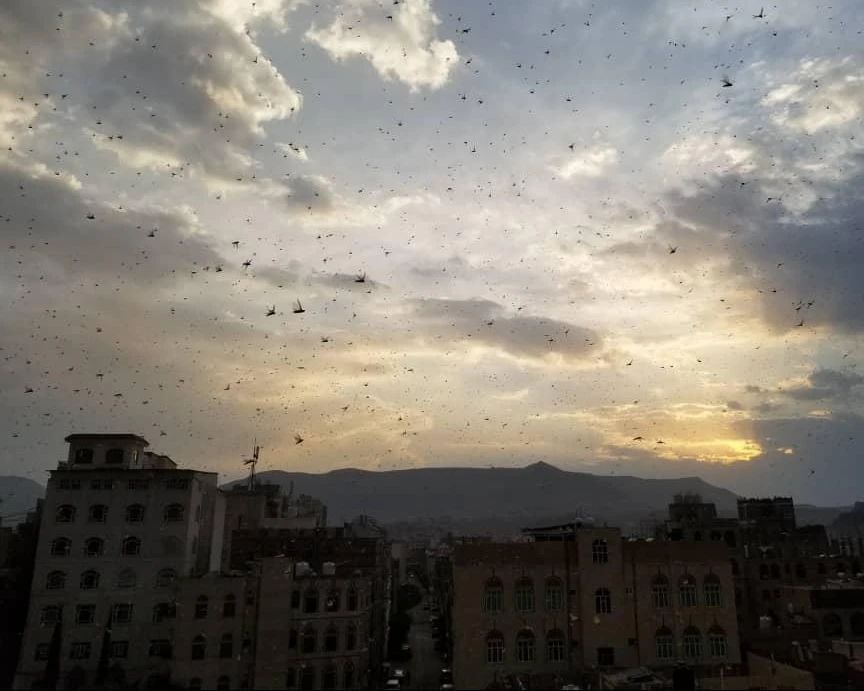 遮天蔽日 蝗虫袭击也门首都萨那等地