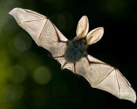 研究发现蝙蝠具有空间记忆能力 建立认知地图并以此导航