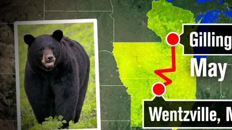美国一黑熊600公里跨州求偶成网红