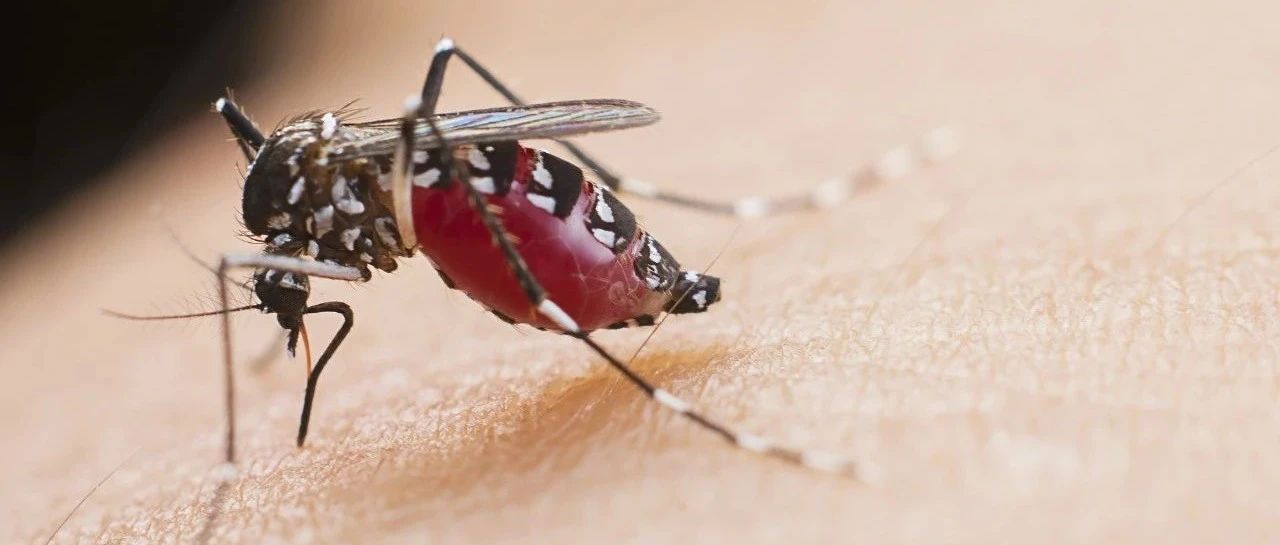 超清动图：原来蚊子吸血这么复杂？才不是一根针在戳你呢！