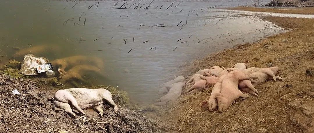 触目惊心！黄河大堤内哪来这么多死猪？