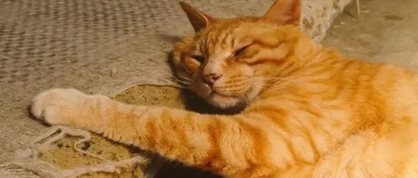 橘猫睡姿太奇葩，网友一看忍不住笑说：乍看以为是炸鸡！