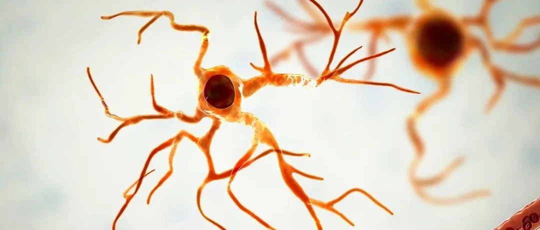脑中星形胶质细胞尿素循环控制阿尔茨海默病的记忆障碍