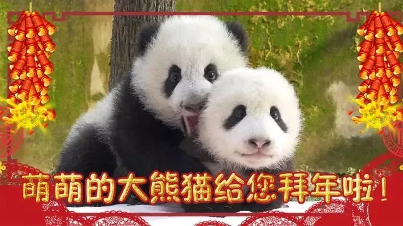 萌萌的大熊猫给您拜年啦！ | 超暖心短视频