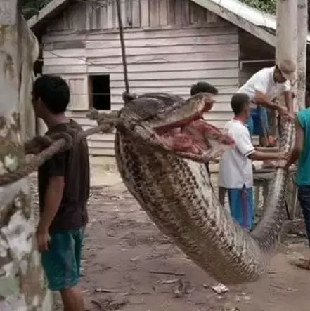 惊！印尼男子徒手打死7米巨蟒  然后村民把它当晚餐吃掉了...