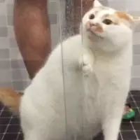 网友录下给猫洗澡全程3分钟的视频，让人都笑着看下来...