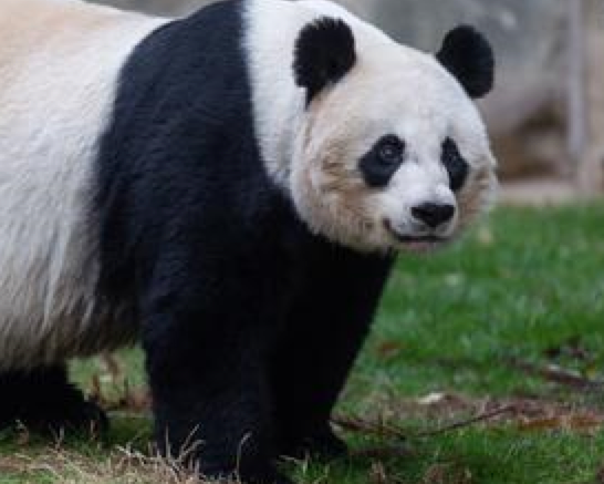 美动物园澄清大熊猫照顾不周传闻：美香母子健康