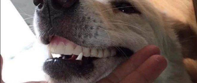 狗子偷了奶奶的假牙戴在嘴上，结果它一张嘴，主人瞬间笑喷了！